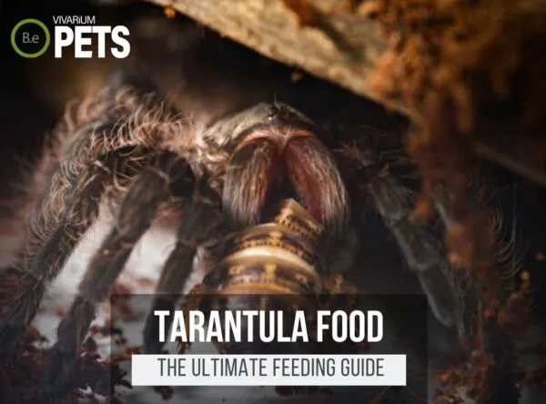 16913 mealworms