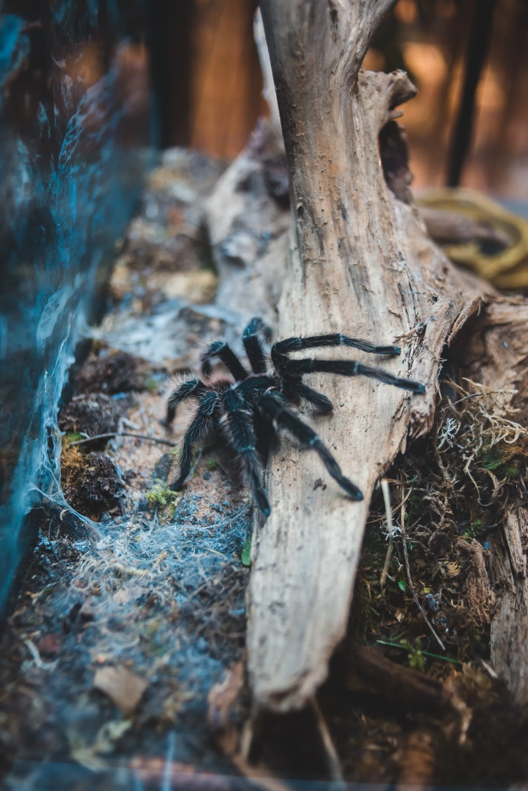 16913 tarantula drinking
