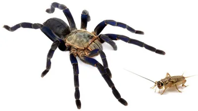 16913 tarantula eating