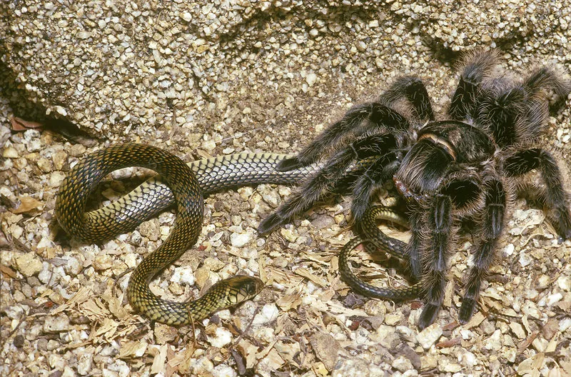 /img/16913-tarantula-molting.webp
