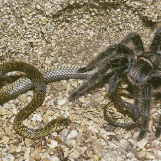 /img/16913-tarantula-molting.webp