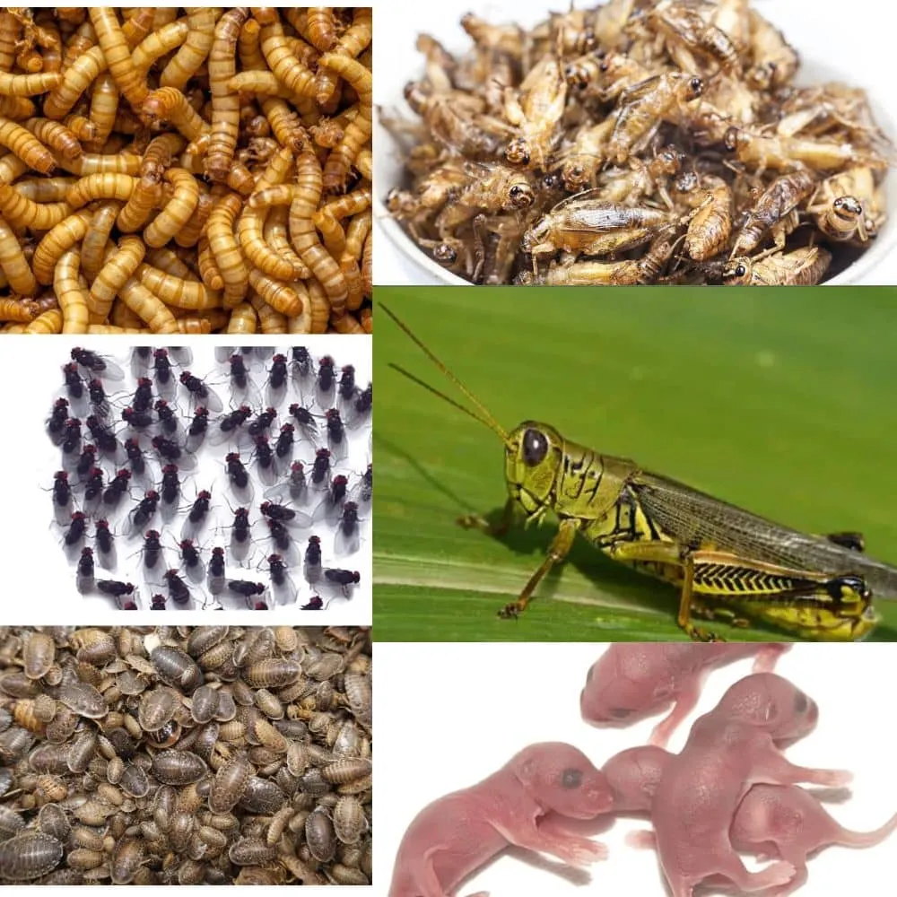 16913 waxworms