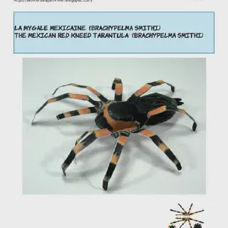 /img/16915-tarantula-setting-up-demo.webp