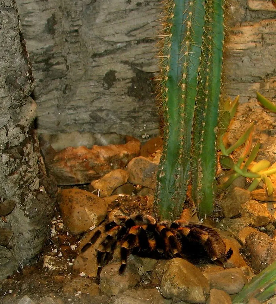 16916 crickets for tarantula