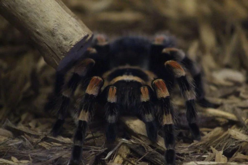 16916 mealworms tarantula