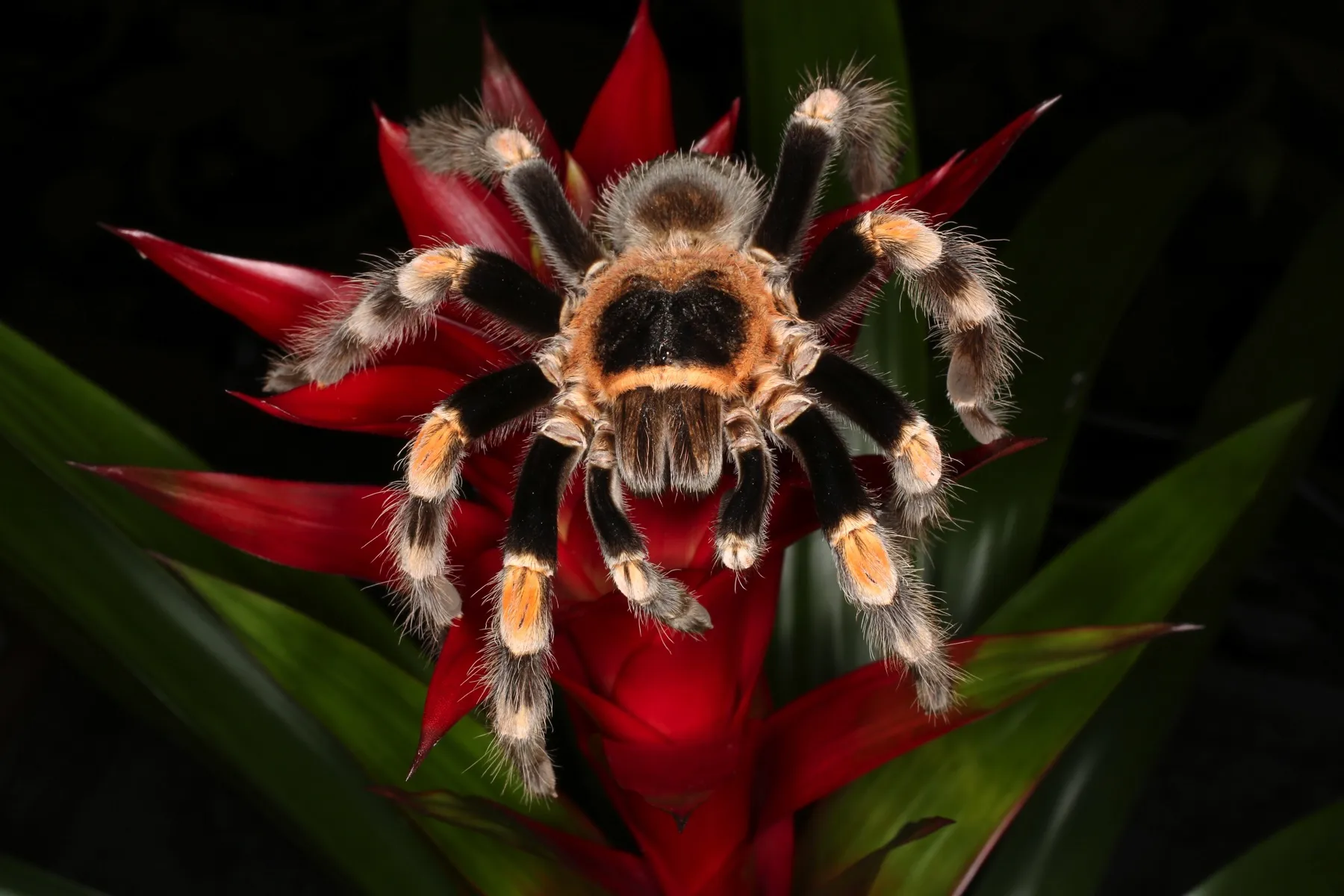 16916 red knee tarantula eating