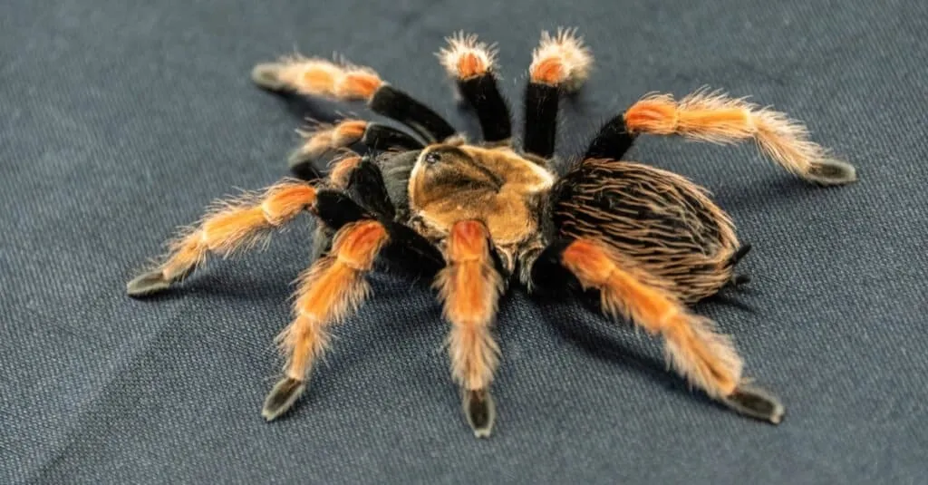 /img/16916-red-knee-tarantula-molting.webp