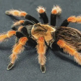 /img/16916-red-knee-tarantula-molting.webp
