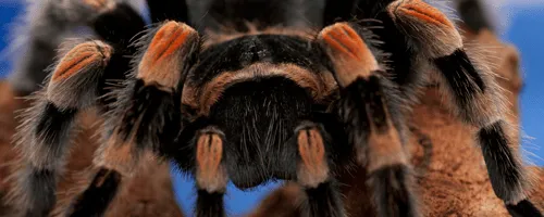 16916 roaches tarantula