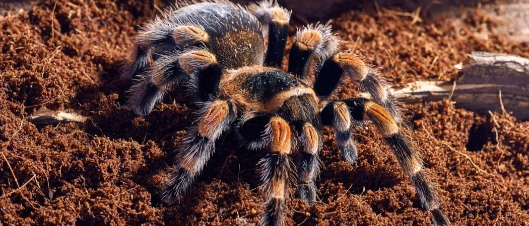16916 tarantula water dish