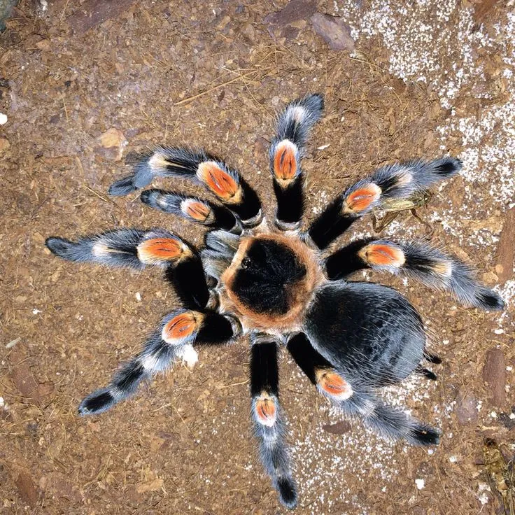 16916 tarantula with food