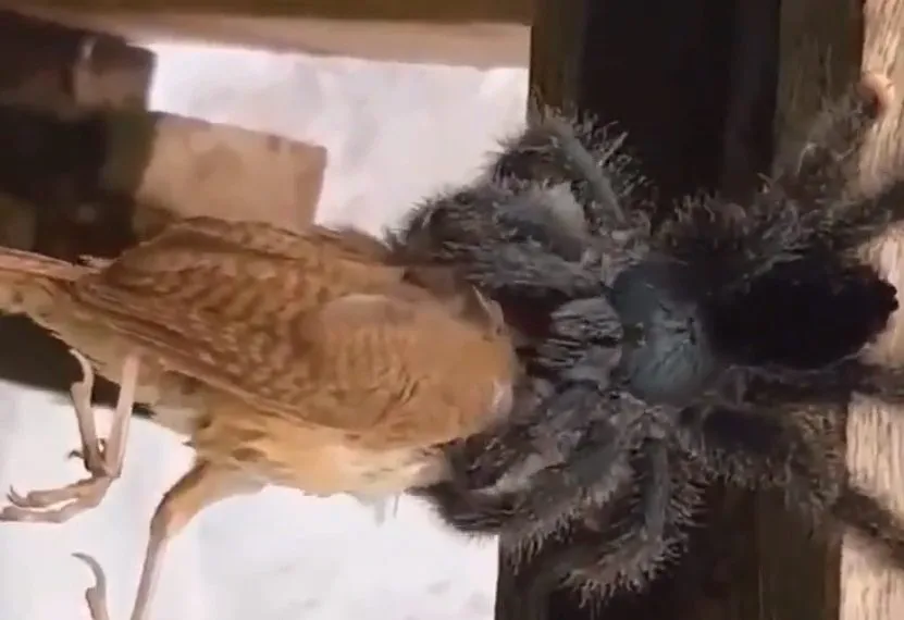 16918 handling tarantula