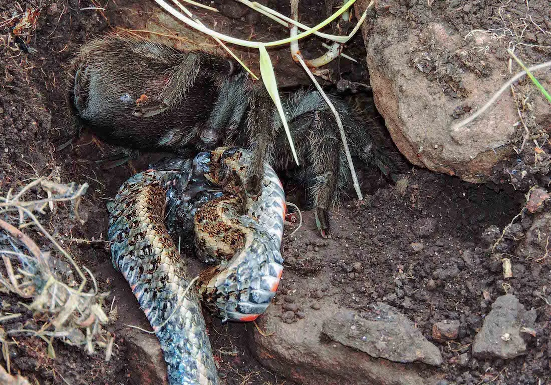 16918 tarantula eating adventure