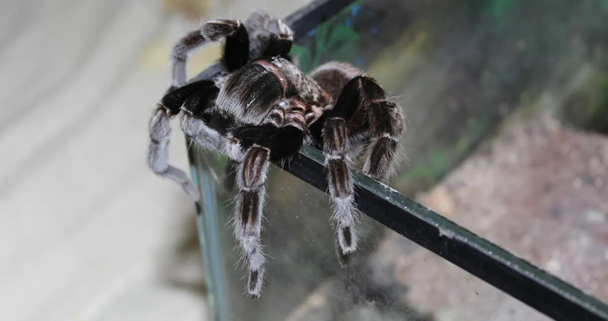 16918 tarantula ethical sourcing