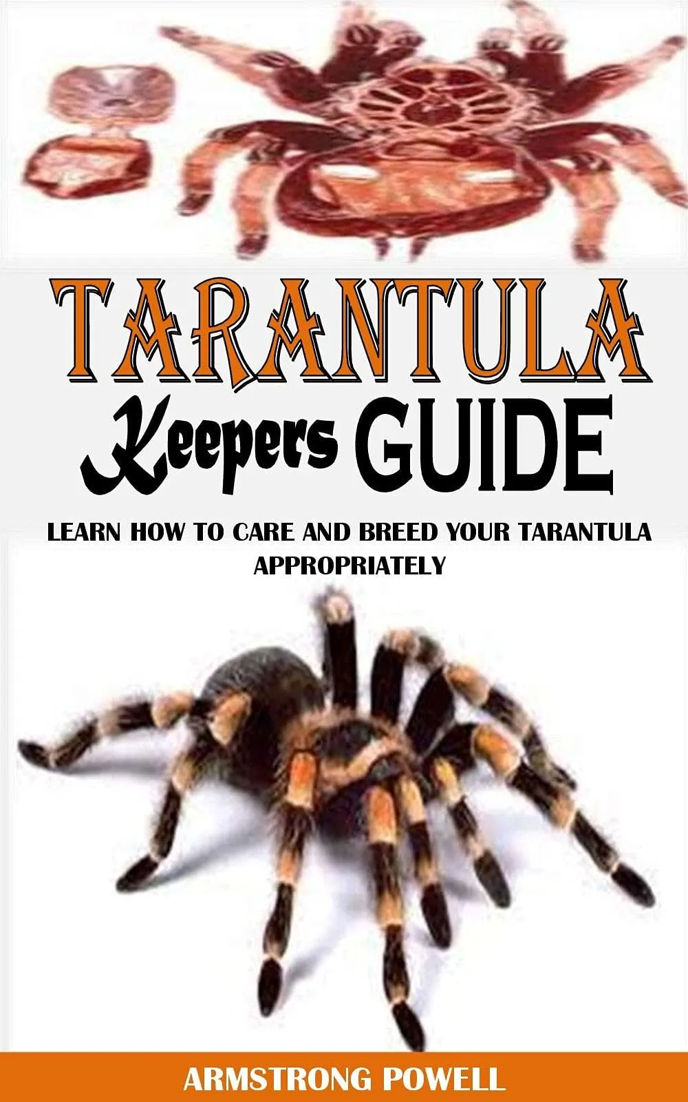 16919 broodfather tarantula feeding