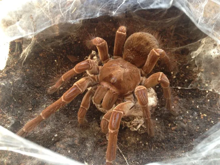 16919 broodfather tarantula health