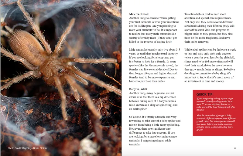 16919 broodfather tarantula healthy
