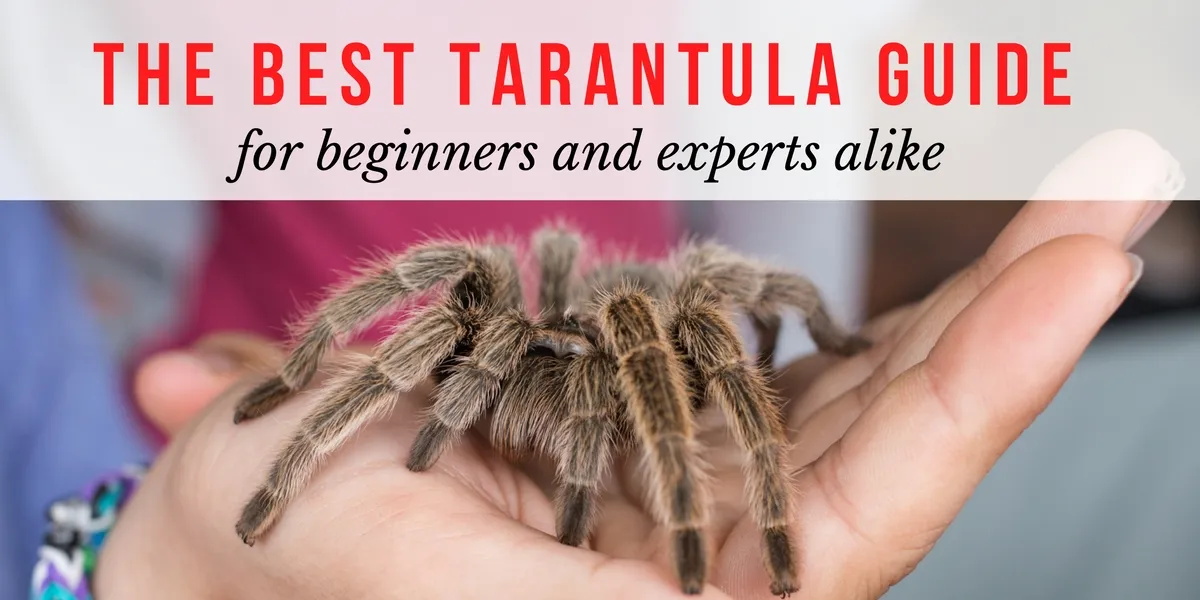 16919 broodfather tarantula overview