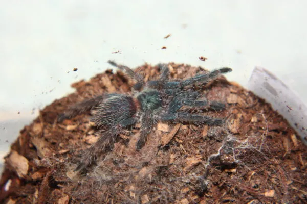 16921 brazilian blue dwarf tarantula molting