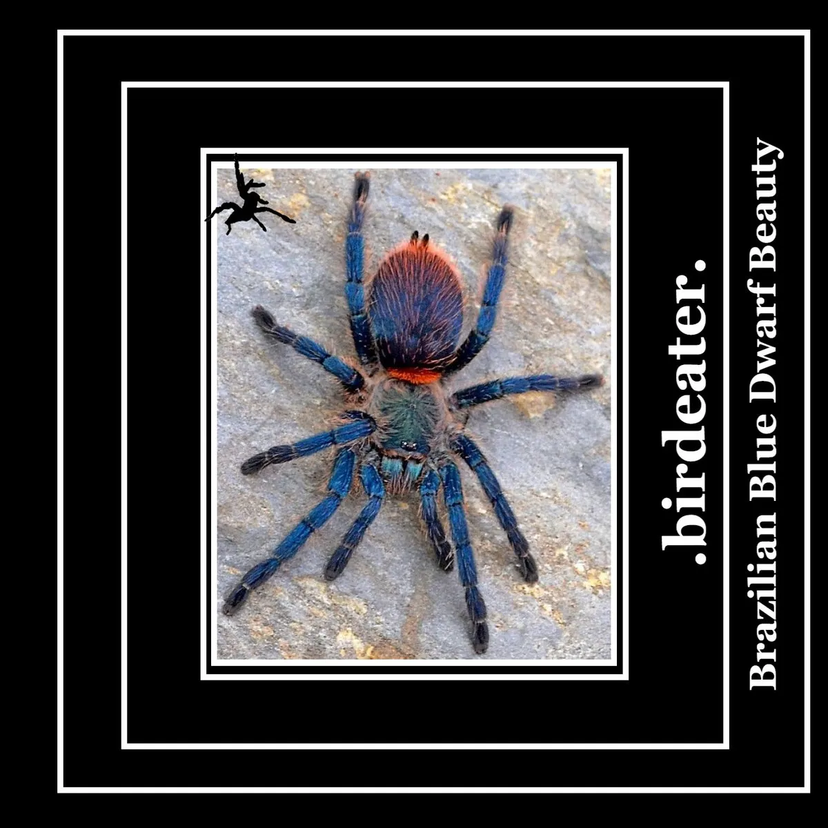 /img/16921-brazilian-blue-dwarf-tarantula-overview.webp