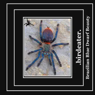 /img/16921-brazilian-blue-dwarf-tarantula-overview.webp