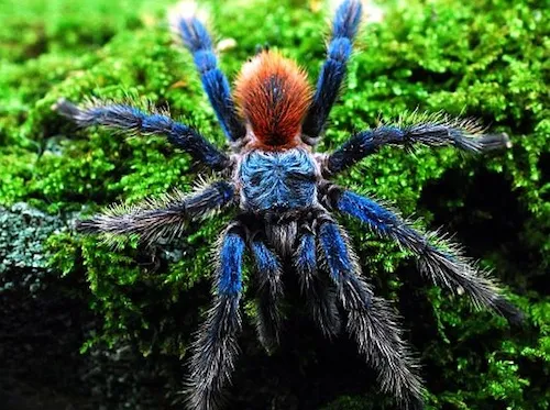 16921 brazilian blue dwarf tarantula temperature