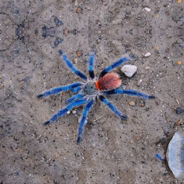 16921 brazilian blue dwarf tarantula water