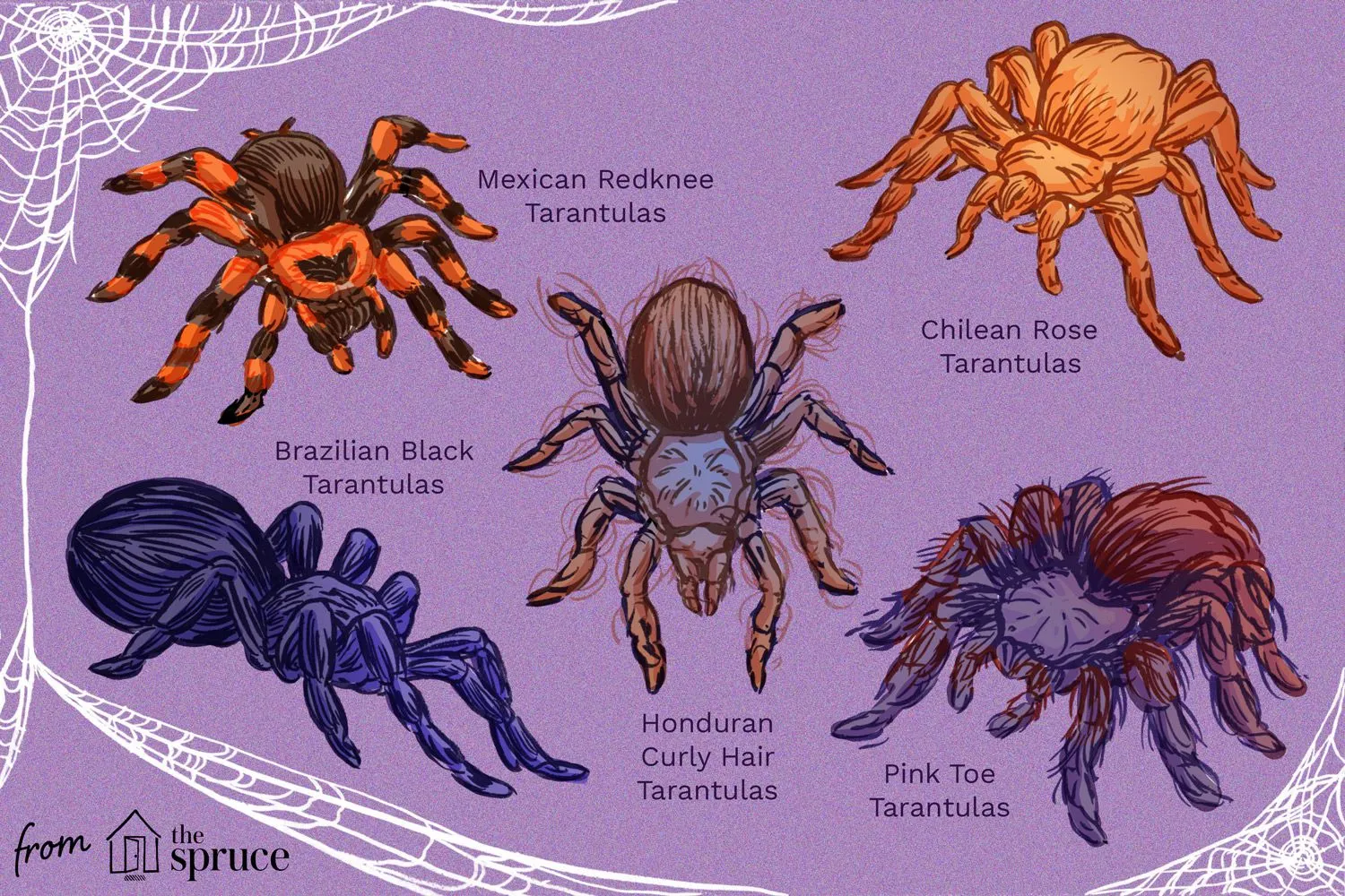 16922 tarantula feeding