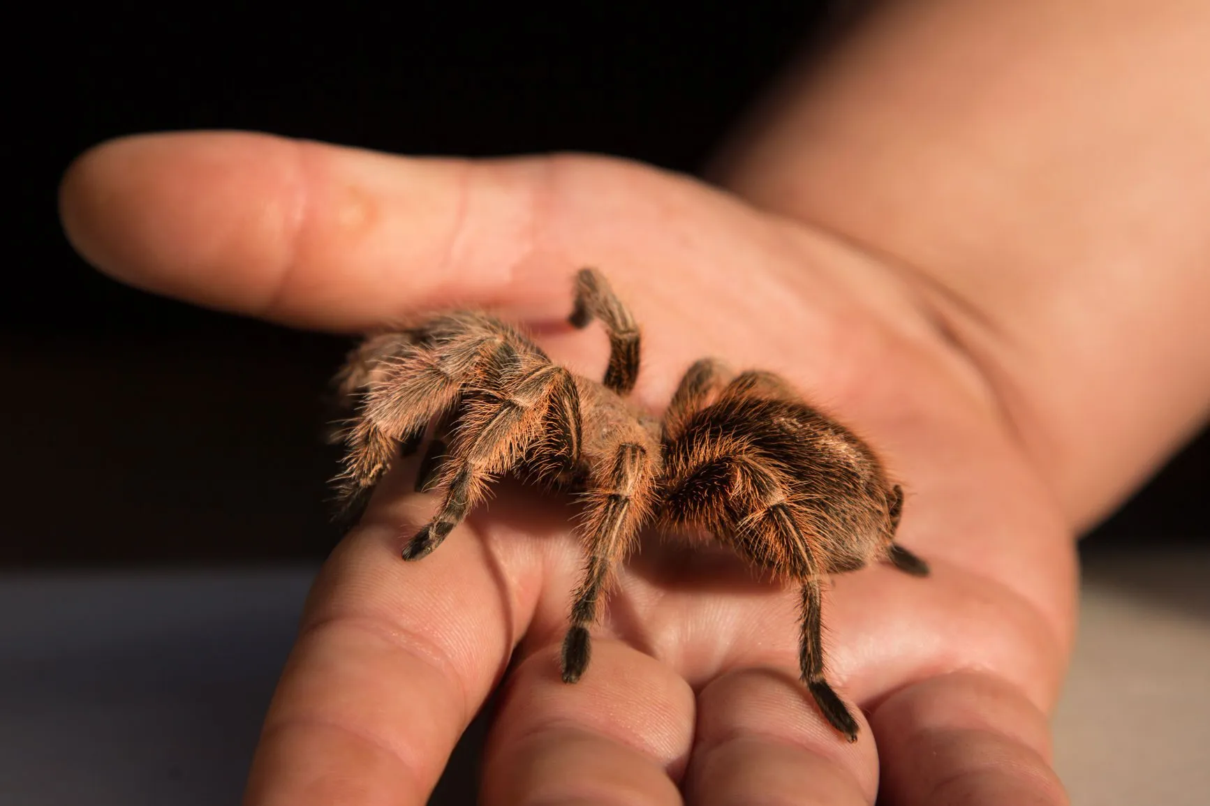 /img/16922-tarantula-handling.webp