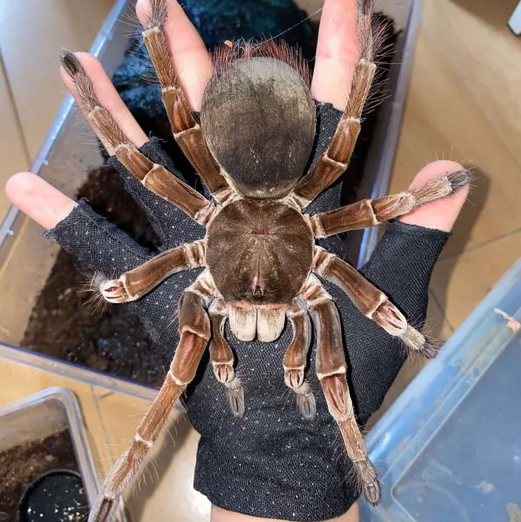 16923 costa rican zebra tarantula