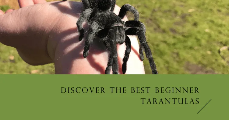 16923 curly hair tarantula