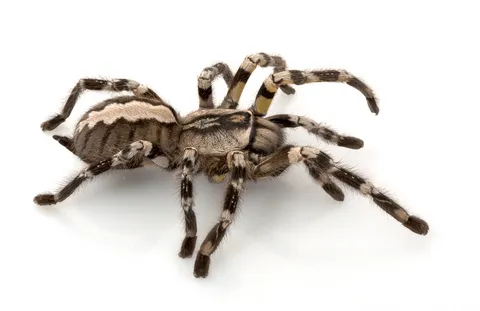 16923 mexican red knee tarantula