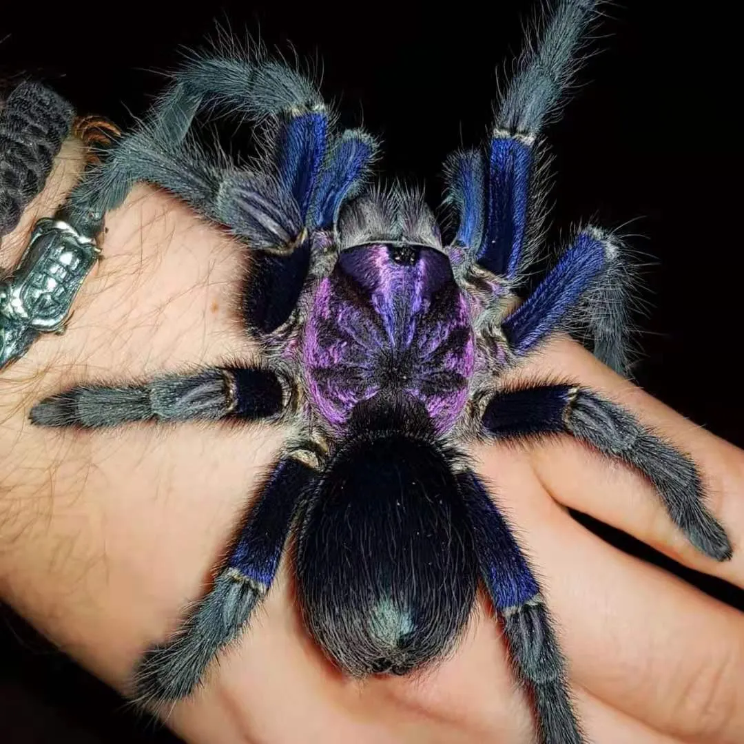 16923 tarantula enclosure