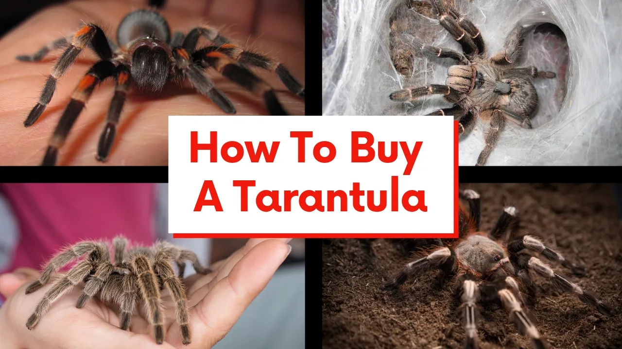 /img/16923-tarantula-feeding.webp