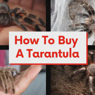 /img/16923-tarantula-feeding.webp