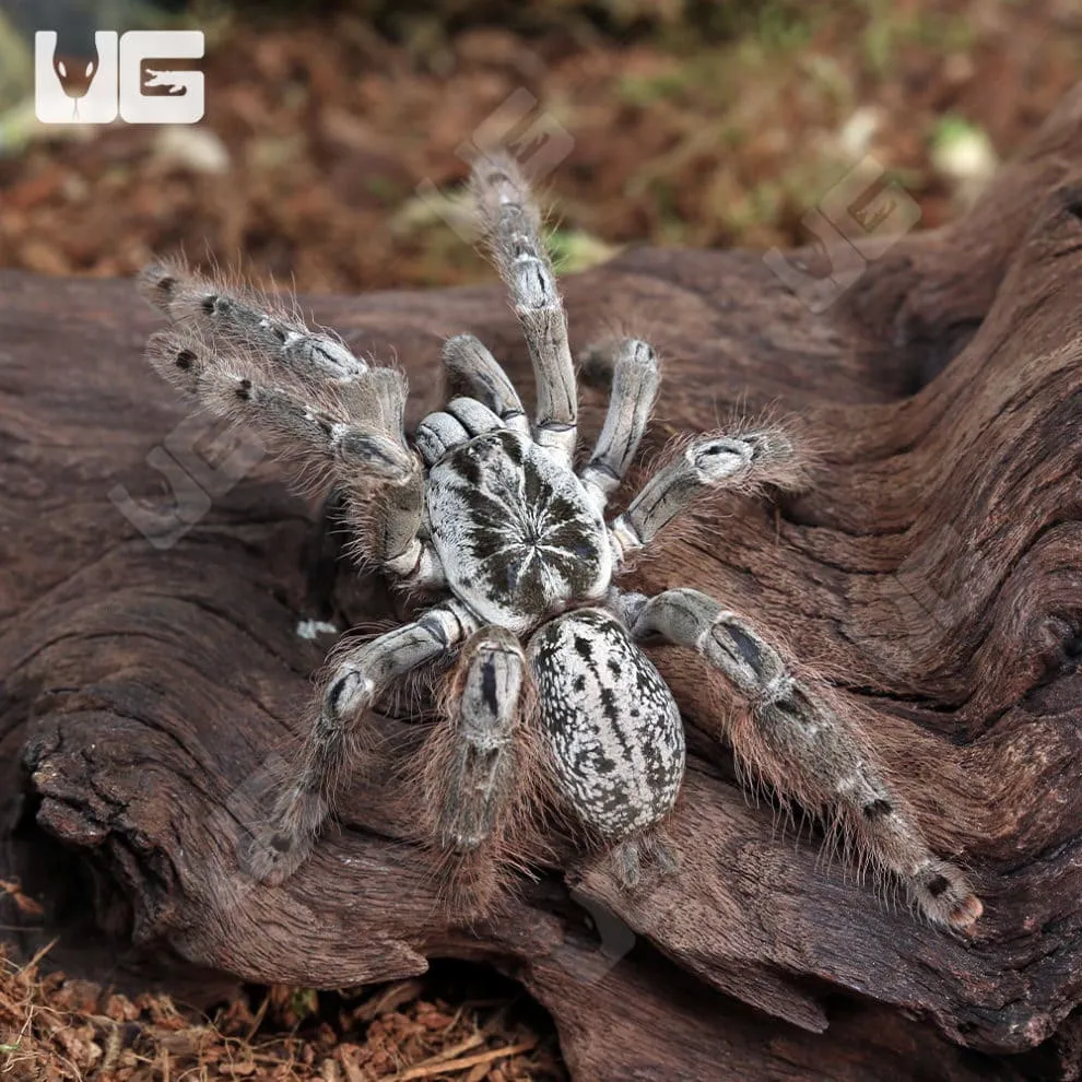 16924 yellow baboon tarantula closeup