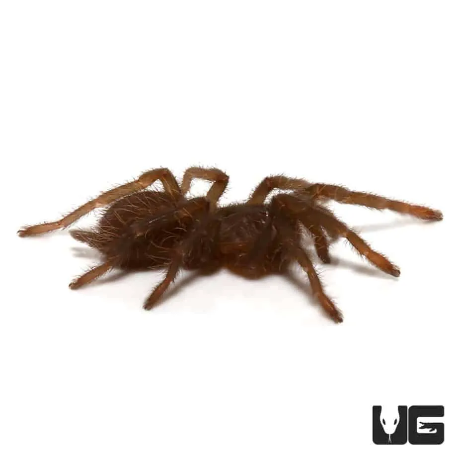 16924 yellow baboon tarantula enclosure
