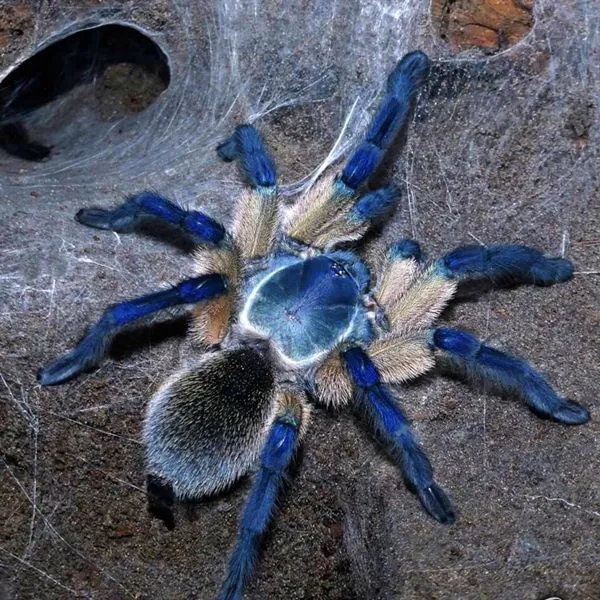 16924 yellow baboon tarantula habitat