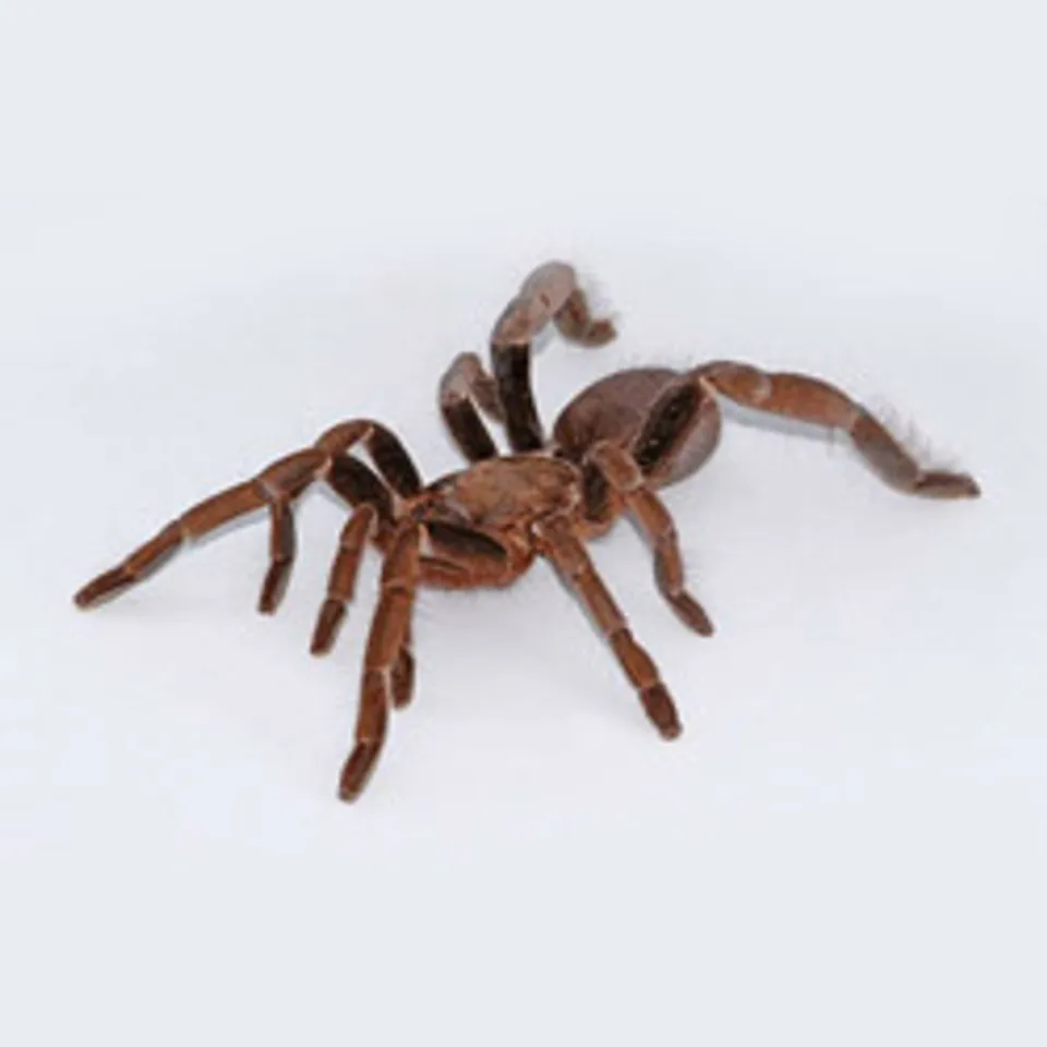 16924 yellow baboon tarantula handling
