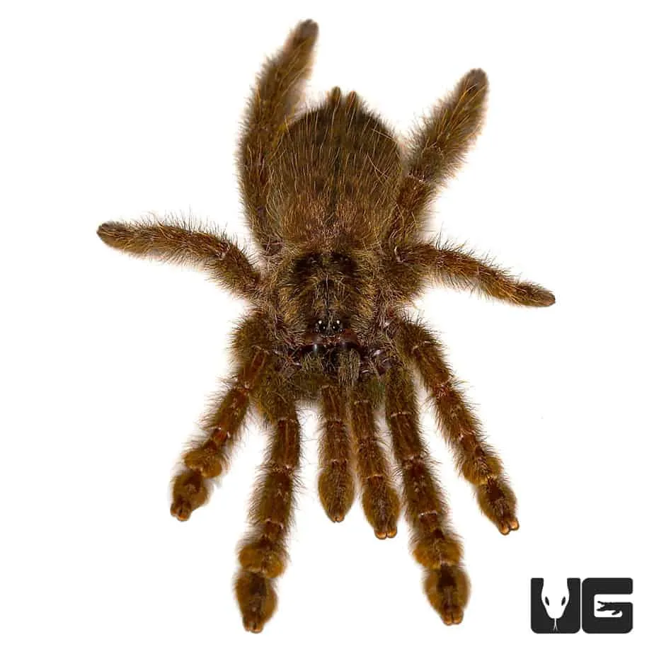 /img/16924-yellow-baboon-tarantula-molting.webp