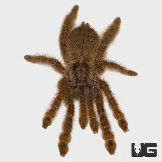 /img/16924-yellow-baboon-tarantula-molting.webp
