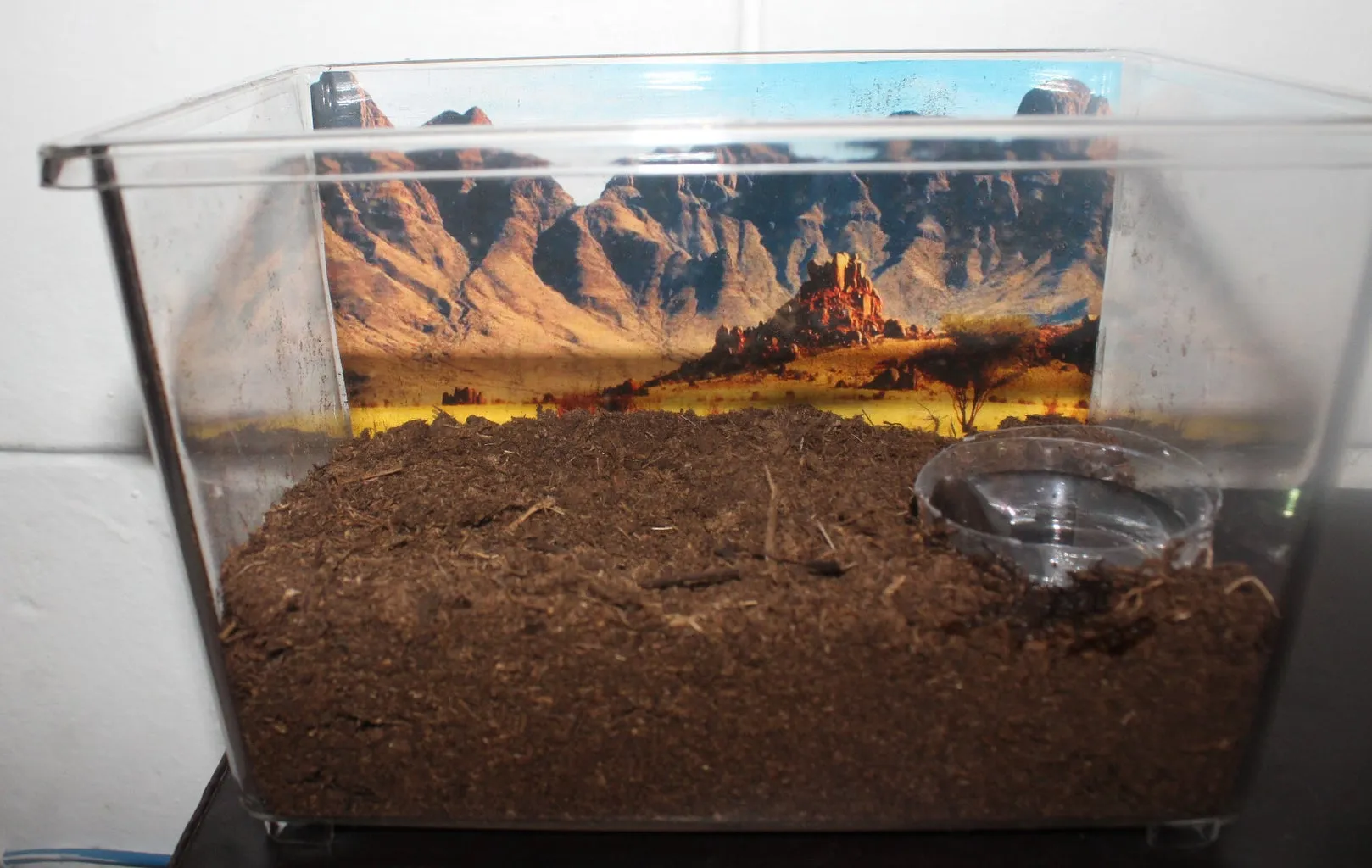 16925 acrylic terrarium tarantula