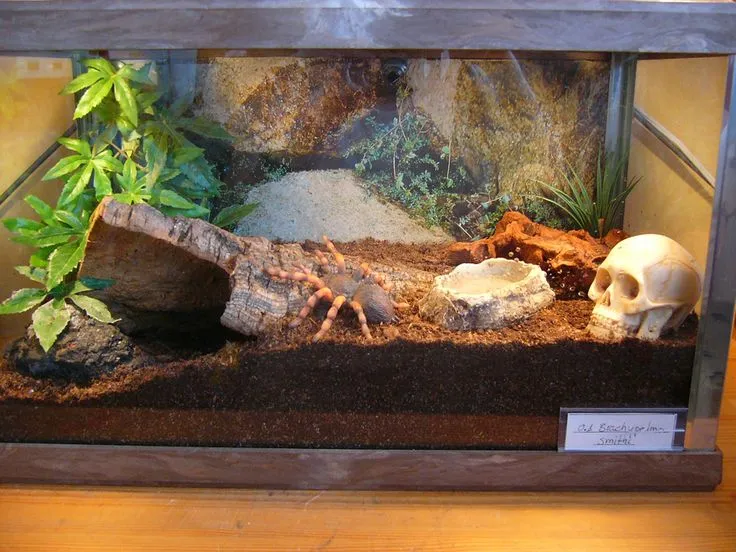 16925 tarantula in terrarium 1