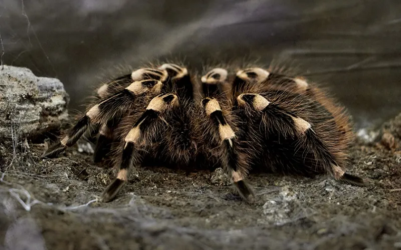16925 tarantula terrarium size guide