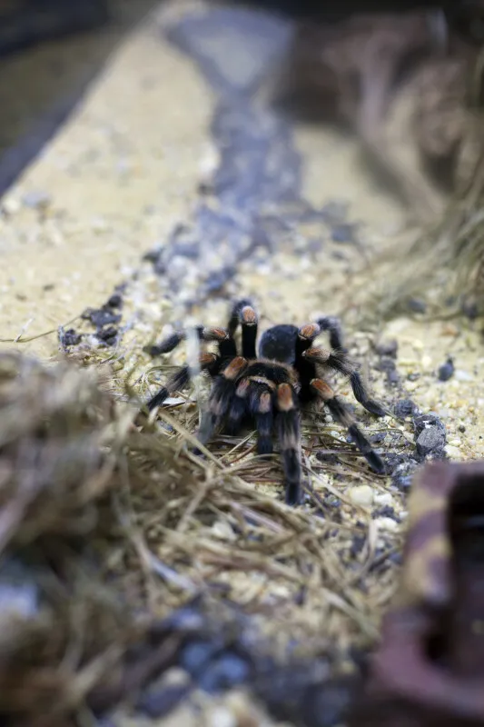 16927 giant orange knee tarantula overview