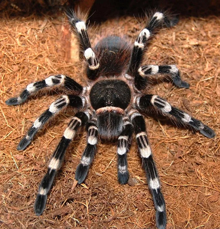 16927 gokt molting process