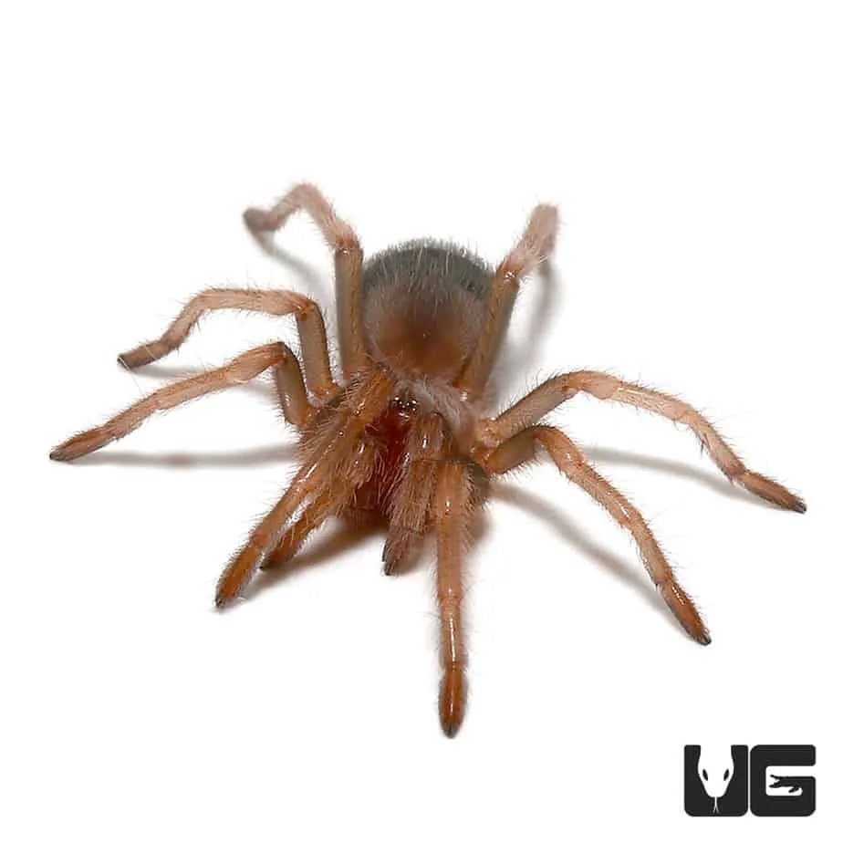 16927 gokt spiderlings care