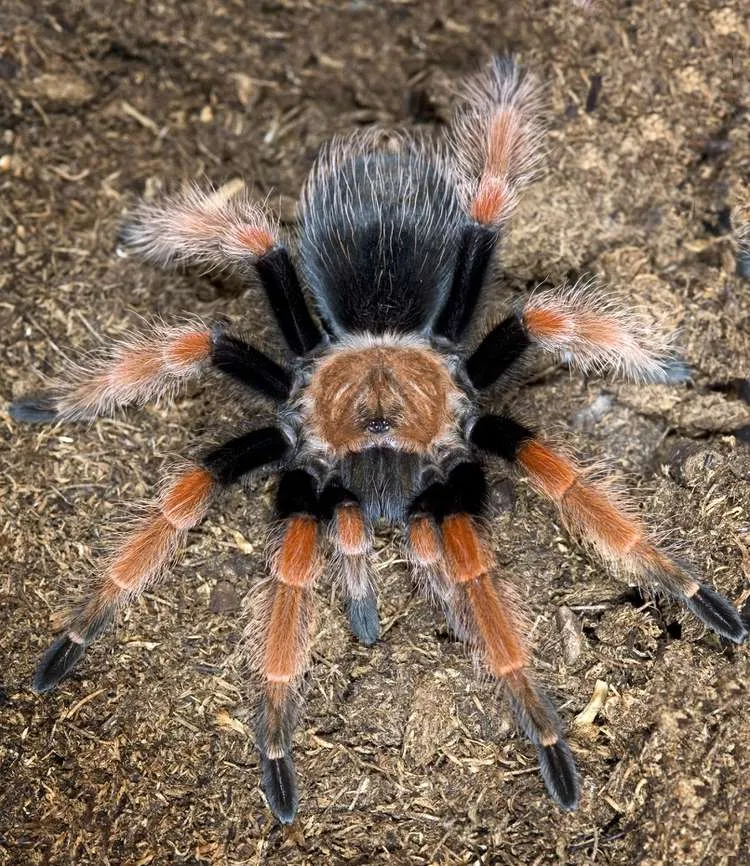 16928 online tarantula dealers