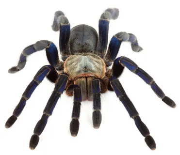 16928 tarantula expert support