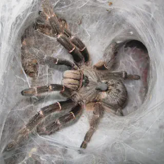 /img/16928-tarantula-feeding.webp